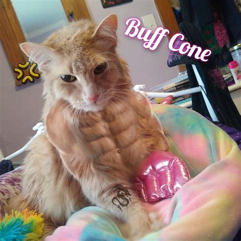 buff naked cat|funny buff cat.